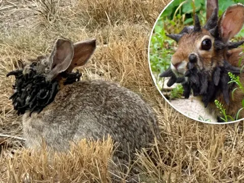 Sinh vật mọc 'sừng' kỳ dị liên tục xuất hiện giữa nước Mỹ: Cư dân lo sợ khiến giới khoa học vào cuộc