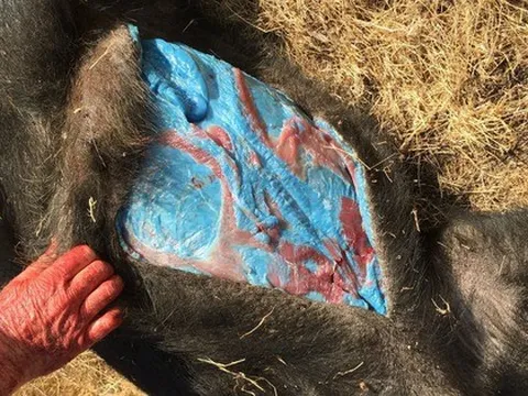 Thịt lợn rừng màu xanh dương: Câu chuyện kỳ lạ đằng sau một trong những bức ảnh khó hiểu nhất trên internet