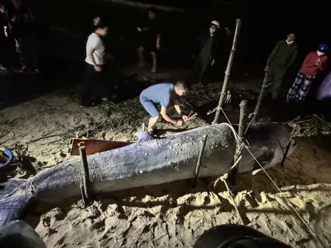 Giữa mưa lũ, người dân Đà Nẵng phát hiện cá ông lụy bờ